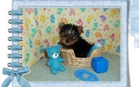 ***ADORABLE LITTLE YORKIE PUPPIES*** Pick up at our home OR Can ship if needed!