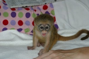 GOOD LOOKING BABY CAPUCHIN MONKEYS FOR FREE ADOPTION