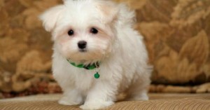 Healthy Maltese puppies for adoption