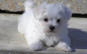 Healthy Maltese puppies for adoption