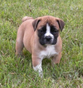 AKC Male and Female English Bulldog Puppies for Free Adoption