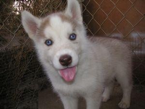 Top Quality blue eyes siberian husky Puppies Available For Adoption