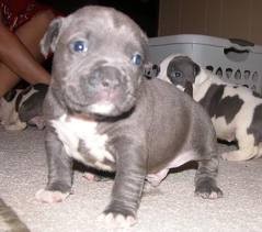 Blue Nose PitBull Puppys For Sale