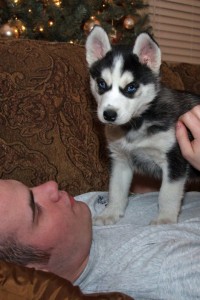 Top Quality Siberian husky puppies