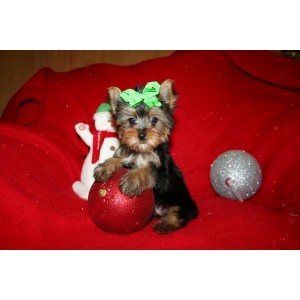 cute yorkie puppies just for $$250 each