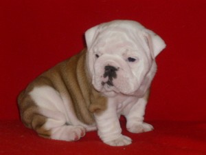 Gorgeous Litter Of English Bulldog Puppies :)