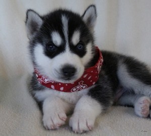 Top Quality blue eyes Siberian husky Puppies Available For Adoption