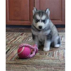 $$250 each siberian husky puppies for sale male and female.