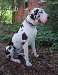 Full trained Great Dane Puppies Now Ready To meet New home