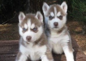 Amazing Red/White Siberian husky Puppies Available For Adoption