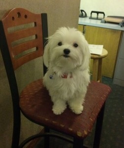 cute and adorable maltese  puppies for good homes