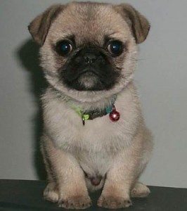 healthy pug puppies for adoptioninto loving homes