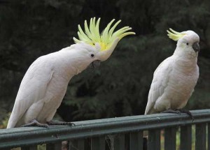 Amazing Pair Of Umbreller Cockatoo Parrots For Rehoming Now!!!