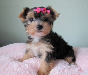 *******Out Standing Akc Reg Yorkie Puppies for you*****