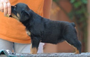 Rottweiler Puppies 2 of Them Ready