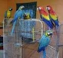 I Have Prodigious Hyacinth Macaw Parrots and umbrella cockatoo parrots for sale with a cage.