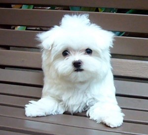 TINY TOY MALTESE MALE PUPPY READY NOW