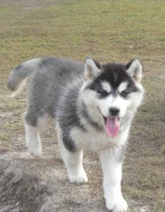 ADORABLE HUSKY PUPPIES FOR FREE