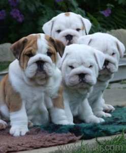 280$,Top Quality English Bulldog Puppies