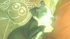 Pitbull Puppies 4 Sale