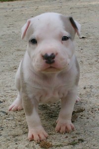 Pitbull Puppies 4 Sale