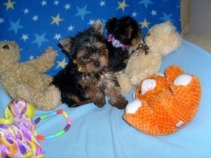 **ADORABLE TEACUP YORKIE PUPPIES FOR ADOPTION** WE SHIP OR PICK UP AT OUR HOME***