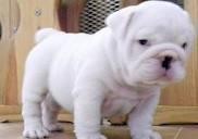 Adorable English bulldog puppies for free adoption