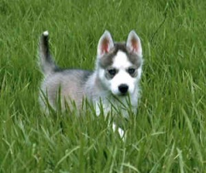 ADORABLE  HUSKY PUPPIES FOR FREE