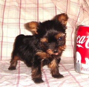 Astonished tiny Yorkie puppies