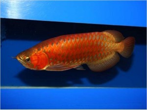 Asian Red, RTG, Super Red, Chili Red, Golden X back,Dragon Red Arowanas For Sale