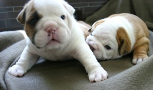 Free And Gorgeous english bulldog puppies For adoption