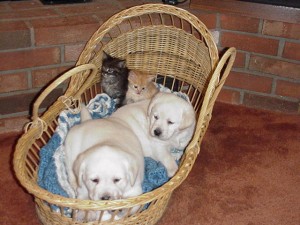 Cute Labrador Retriever Puppies, Free To Good Homes.