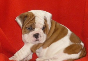 !!!!Adorable English Bulldog Pups For Foster Parents!!!!!.