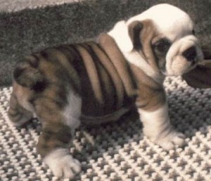 cuteand adorable english bulldog puppies for free adoption