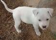 cute male and female pit bull puppies for adoption.