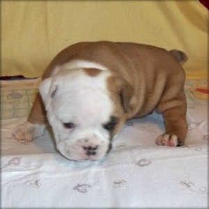 Charming English Bulldog Puppies Looking for Lovely and Carer Home.