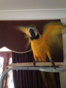 A beautiful pair of macaw Parrots