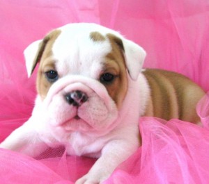 HOME TRAINED ENGLISH BULLDOG PUPPIES FOR ADOPTION