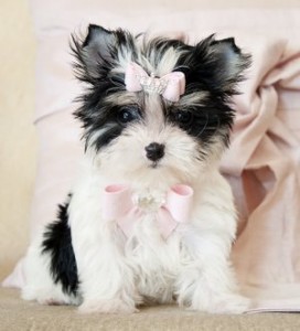 TEA CUP BIEWER MORKIE PUPPIES READY FOR ADOPTION