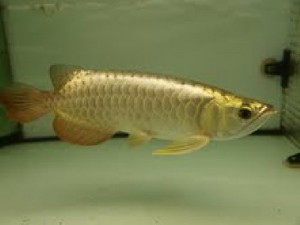 Top super red arowanas fish and many others fish for sale We supply