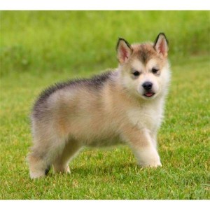 cute and lovely alaskan malamute puppies looking for a good home