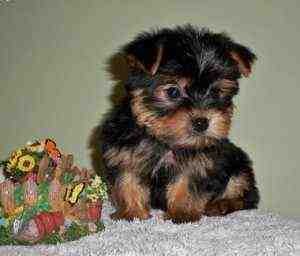 Well Trained Teacup Yorkie Puppies Available For Adoption.T