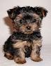 Lovely Yorkie  puppies for free adoption