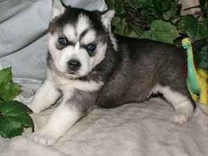 3 beautiful purebred Siberian husky puppies