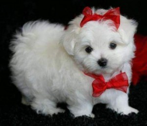 Extra Charming Top Quality Male and Female Tea-cup Maltese Puppies For Adoption in a Good Home Now .