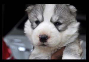 Gorgeous husky puppies For Adoption for loving homes only.