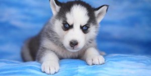 beautiful purebred Siberian husky