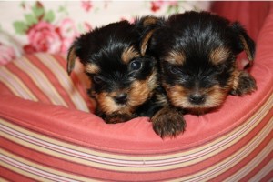 Adorable Yorkie puppies available.