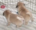 Male And Female Pug Puppies For Adoption