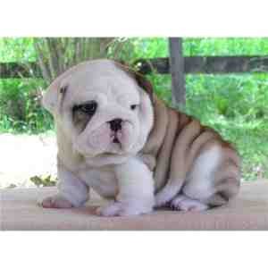 nice english bulldog puppies for a new home